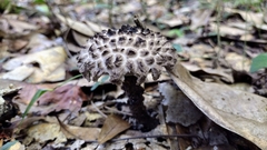 Strobilomyces strobilaceus image