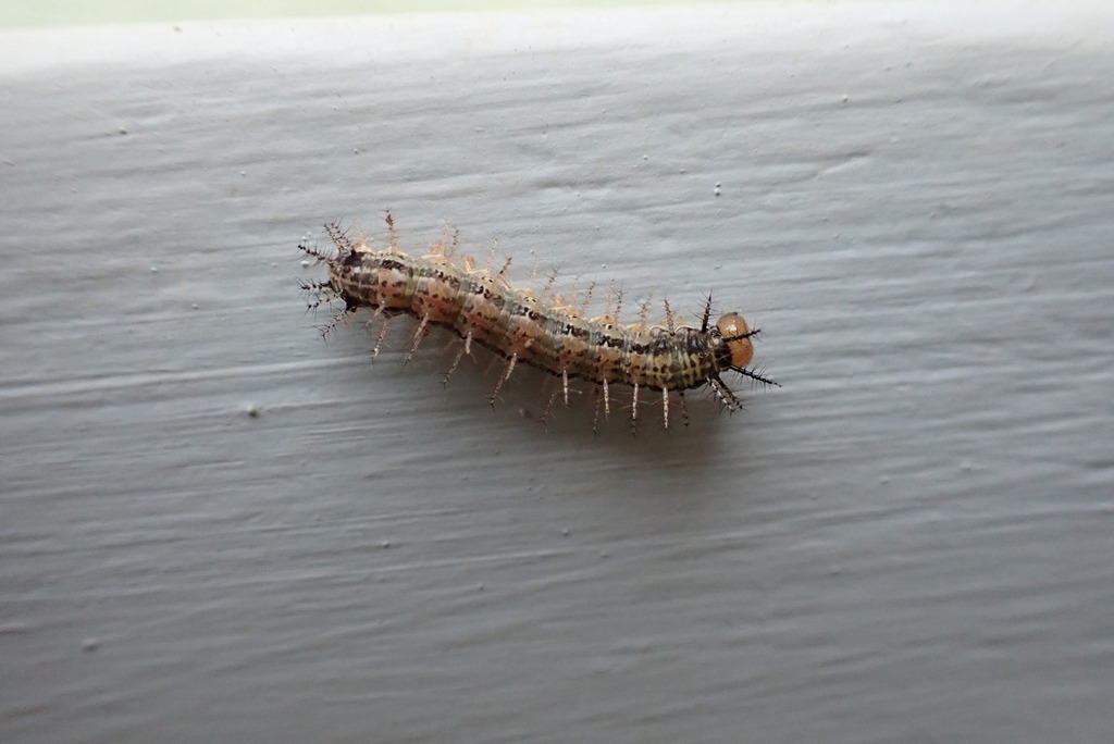 Butterflies and Moths from Kamwenge, Uganda on February 10, 2023 at 06
