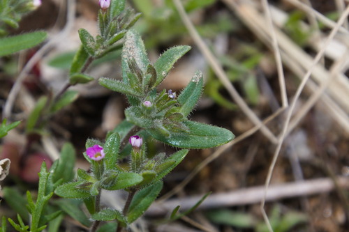 Microsteris gracilis