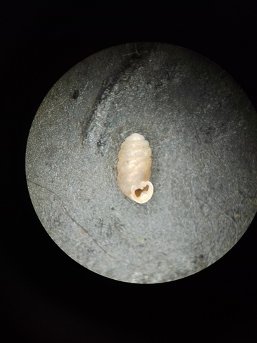 Gibbulinopsis interrupta