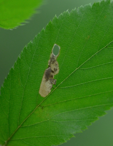 Coptodisca ostryaefoliella