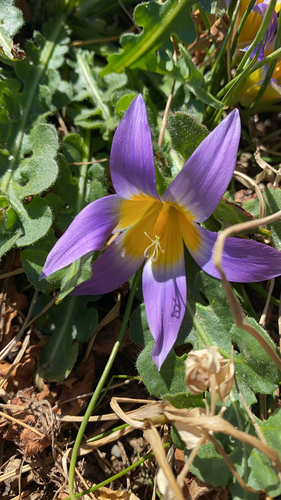 Romulea clusiana