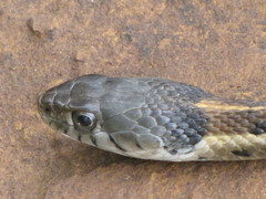 Thamnophis cyrtopsis collaris