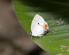 Iaspis andersoni