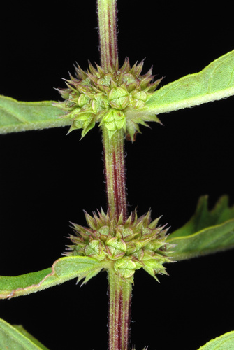 American water horehound (Lycopus americanus)