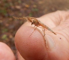 Chironomus crassicaudatus