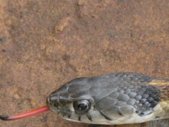 Thamnophis cyrtopsis collaris