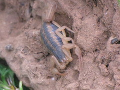 Centruroides ornatus