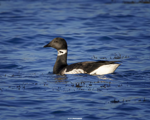 Brent Goose