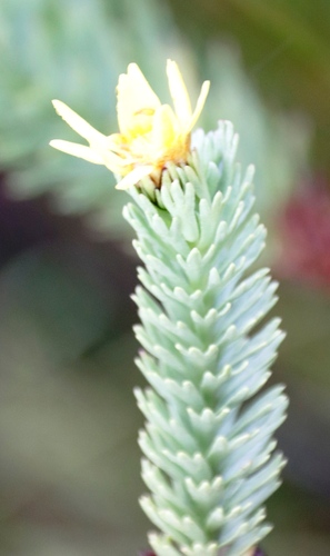 Image of Ursinia quinquepartita by (c) Tony Rebelo, some rights reserved (CC BY-SA)