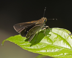 Vehilius stictomenes