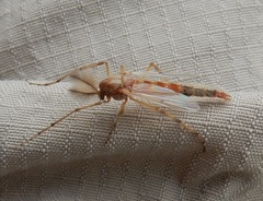 Chironomus crassicaudatus