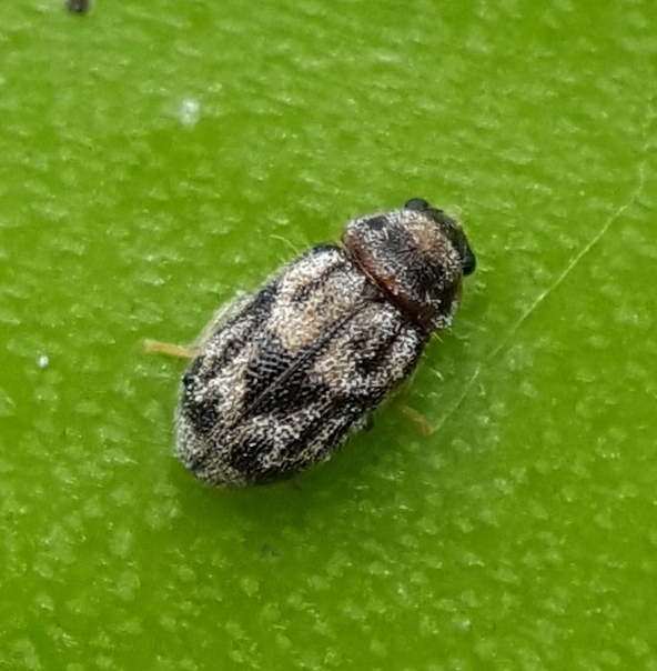 Malthacodes minuta