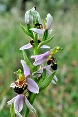 Ophrys apifera