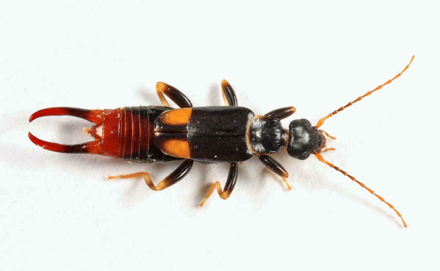 Bone-house Earwig
