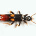 Bone-house Earwig - Photo (c) Tom Murray, some rights reserved (CC BY-NC), uploaded by Tom Murray