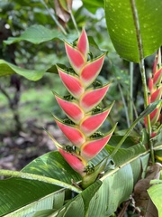 Heliconia wagneriana image
