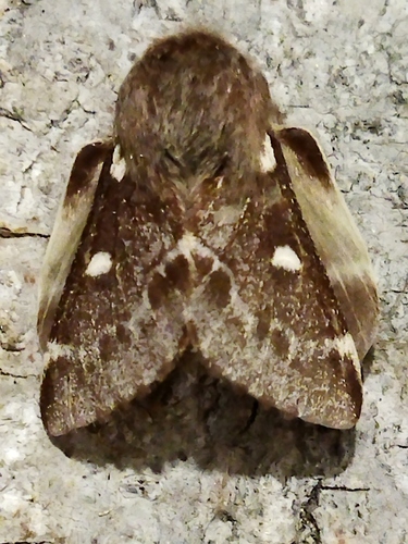 Small Eggar