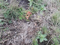 Castilleja moranensis