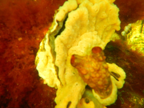 Stalked Sea Squirt, Zeeuwse meren, 158_13_400, NL, photo 9 of 10