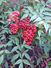 Nandina domestica