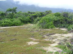 Aphyllodium biarticulatum