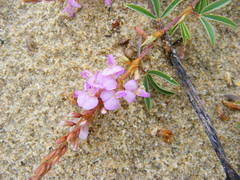 Aphyllodium biarticulatum