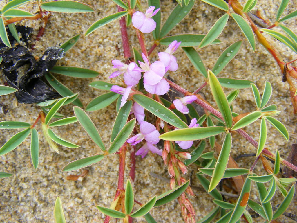 Aphyllodium