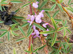 Aphyllodium biarticulatum