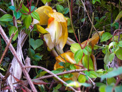 Stanhopea graveolens