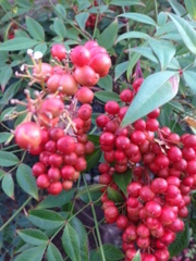 Nandina domestica