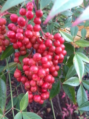 Nandina domestica