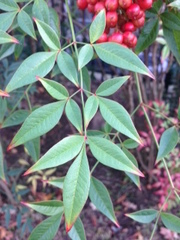 Nandina domestica
