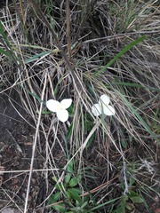 Weldenia candida