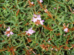 Aphyllodium biarticulatum