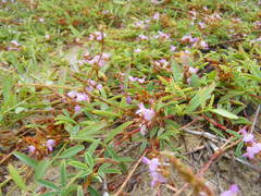 Aphyllodium biarticulatum