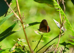 Biblis