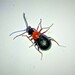 Hypebaeus nodipennis - Photo (c) Agapakis Nikos, some rights reserved (CC BY-NC), uploaded by Agapakis Nikos
