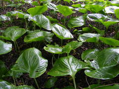 Proiphys amboinensis