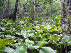 Proiphys amboinensis