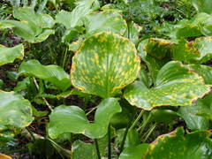 Proiphys amboinensis