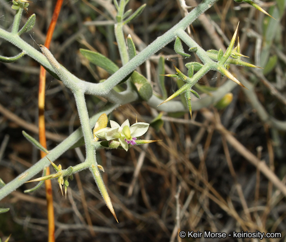 thorny milkwort