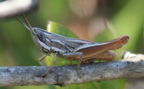 Eritettix obscurus