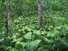 Proiphys amboinensis