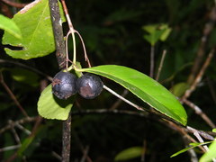 Elaeodendron melanocarpum