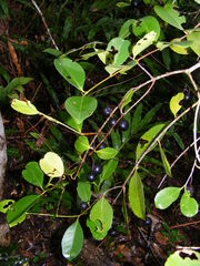 Elaeodendron melanocarpum