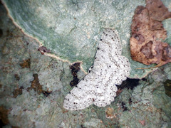 Catoria sublavaria