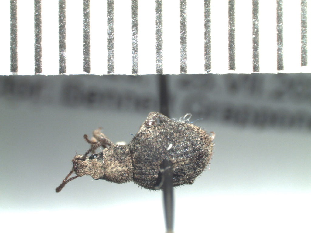 Paraptochus uniformis