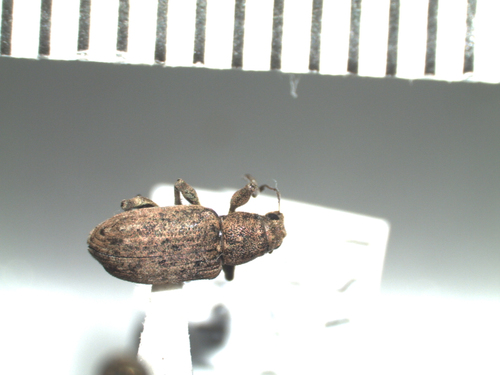 Sweetclover weevil photo 4