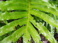 Drynaria quercifolia